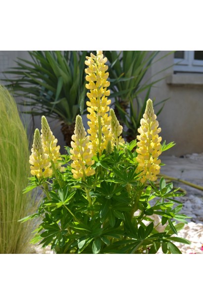 Lupinus polyphyllus `yellow shades` 